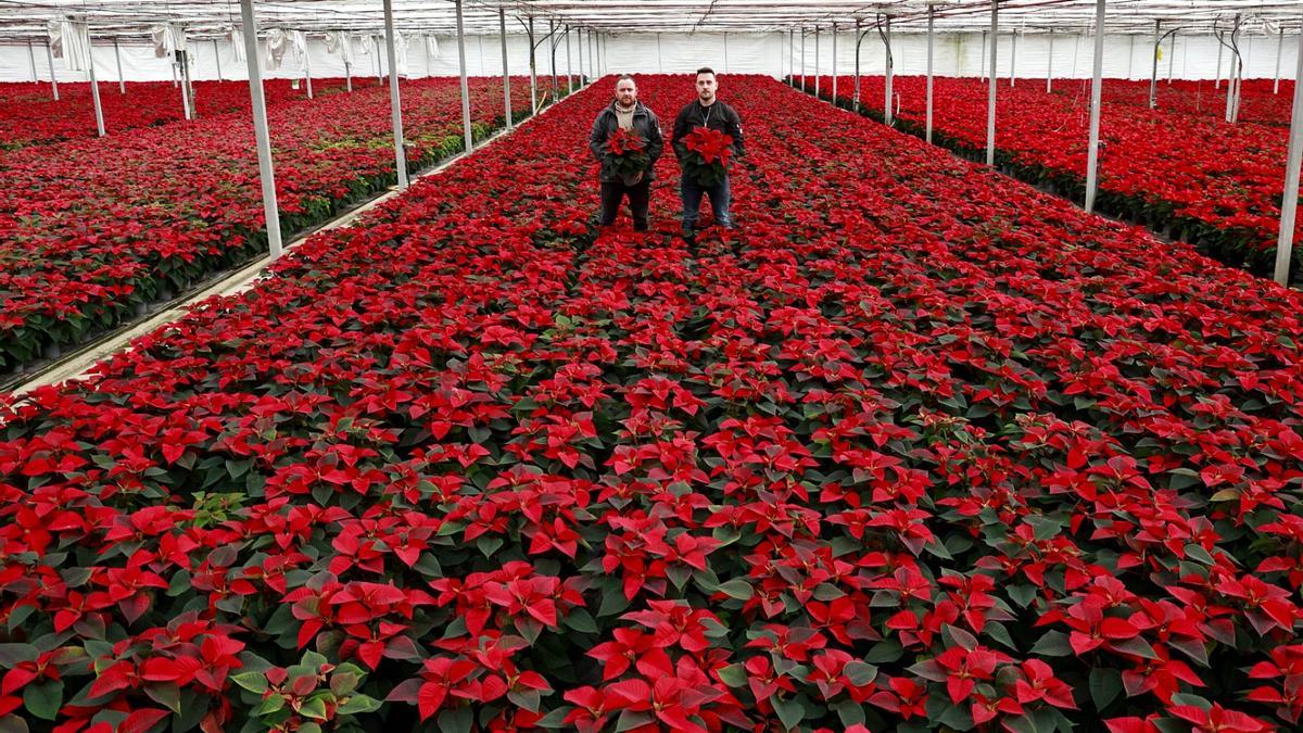 Viveiros Compostela pone color a la Navidad: "Cada año se vende más flor de Pascua"