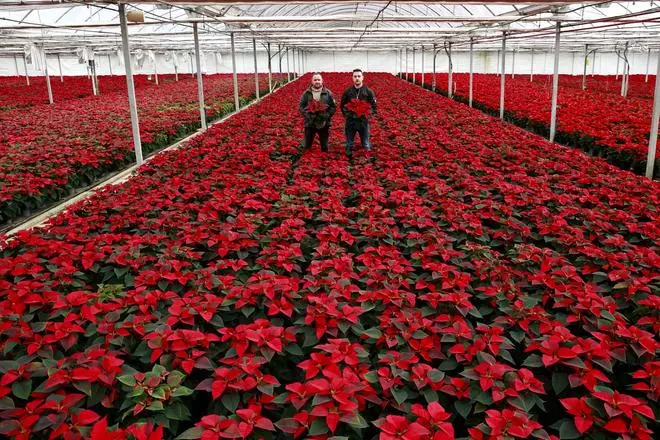 Viveiros Compostela pone color a la Navidad: "Cada año se vende más flor de Pascua"