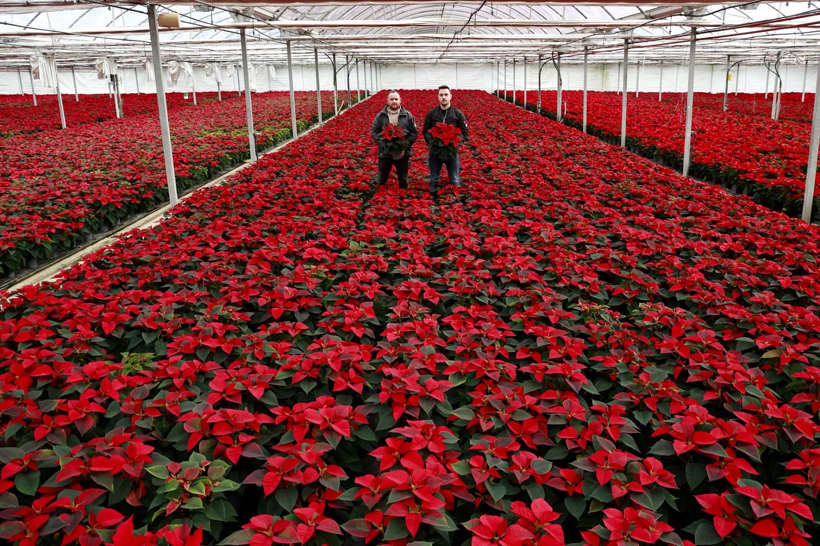 Viveiros Compostela pone color a la Navidad: &quot;Cada año se vende más flor de Pascua&quot;