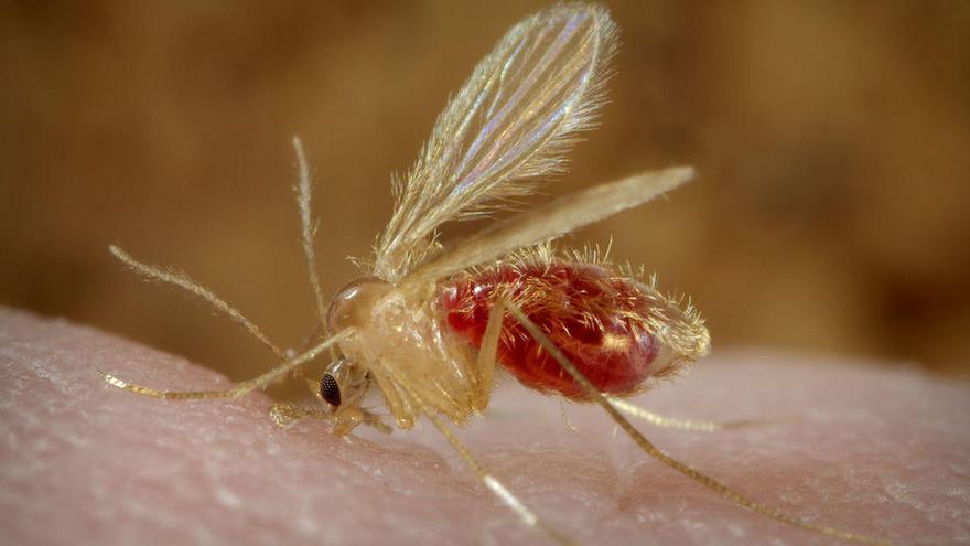 Los mosquitos, bajo la lupa de la Xunta para evitar la expansión de enfermedades