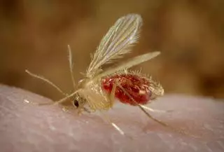 Los mosquitos, bajo la lupa de la Xunta para evitar la expansión de enfermedades
