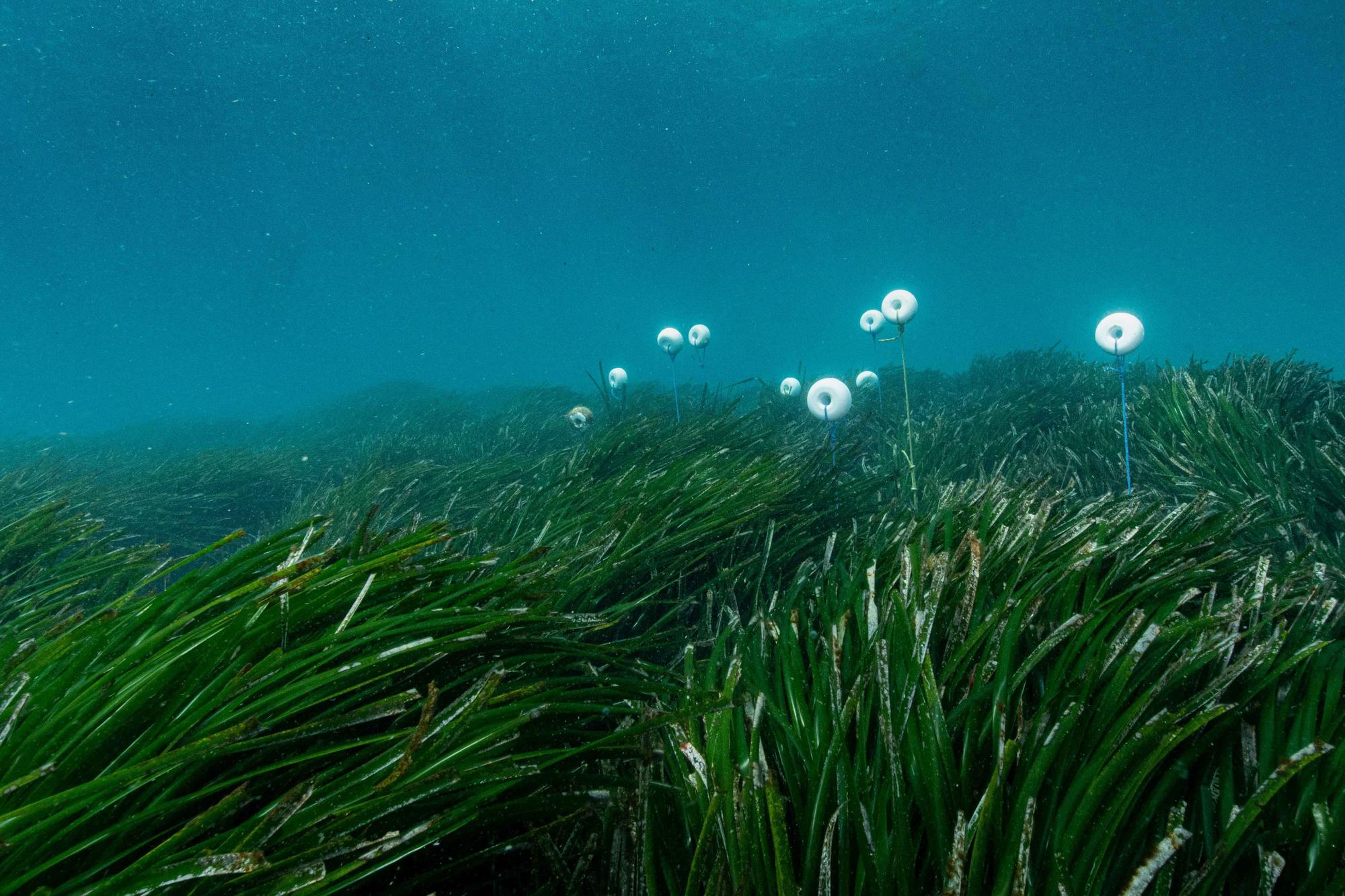 Galería de imágenes del GEN-GOB en un estudio las praderas de posidonia de Ibiza