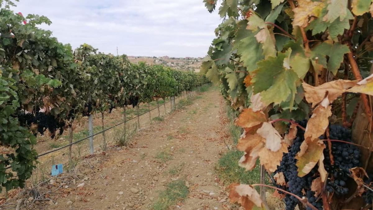 Castilla y León, tierra de viñedos: qué hacer y cómo disfrutar de las diez Rutas del Vino del territorio