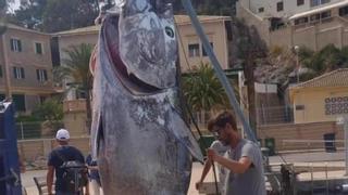 300 Kilo schwerer Thunfisch in Sóller vor Mallorca gefangen