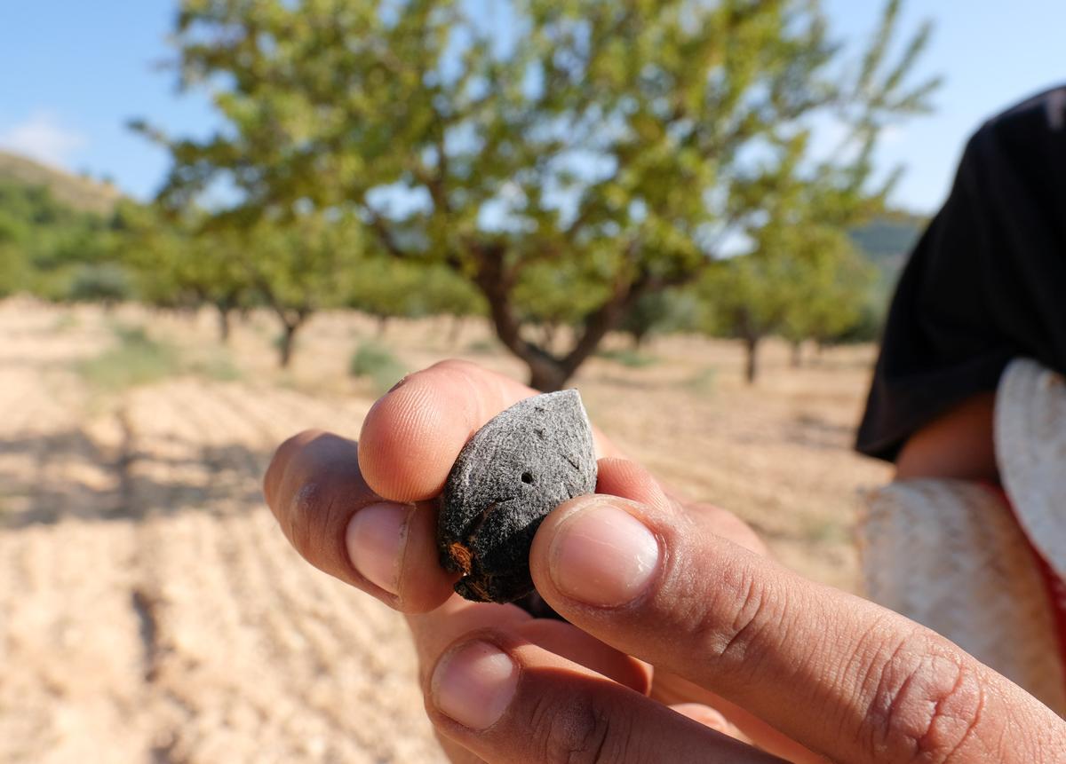 Un agricultor muestra el agujero que la avispilla realiza en la cáscara de la almendra para introducir el huevo.