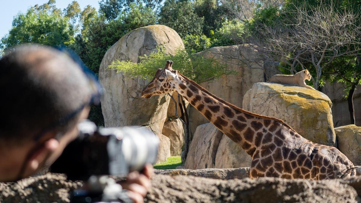 BIOPARC València acerca la naturaleza más salvaje a los visitantes.