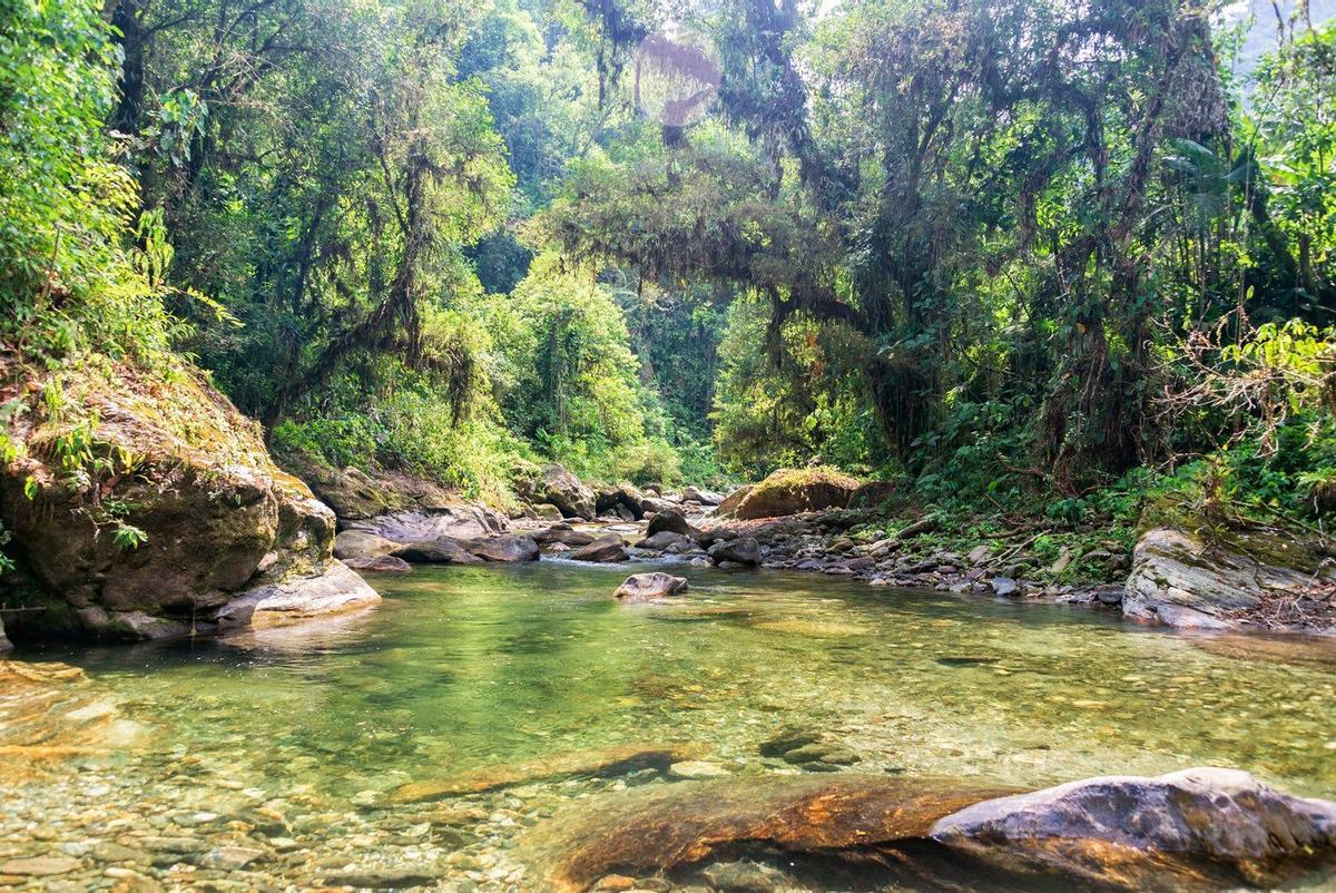 Selva y río en el Parque Nacional de Tayrona