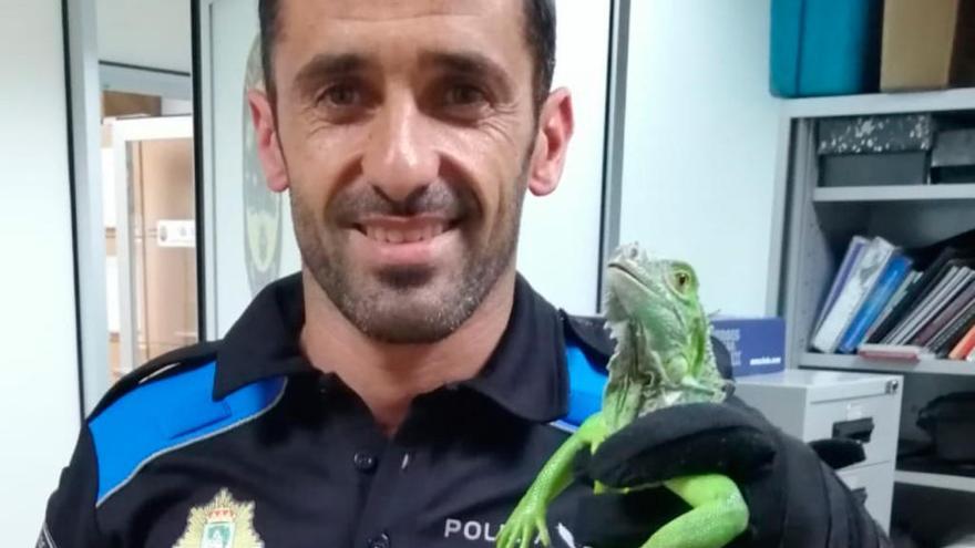 La iguana rescatada por a Policía Local de Vigo // FDV