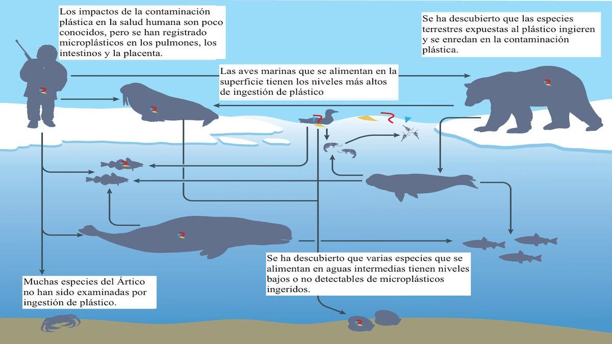 Red alimentaria del Ártico e interacciones bióticas con la contaminación plástica.