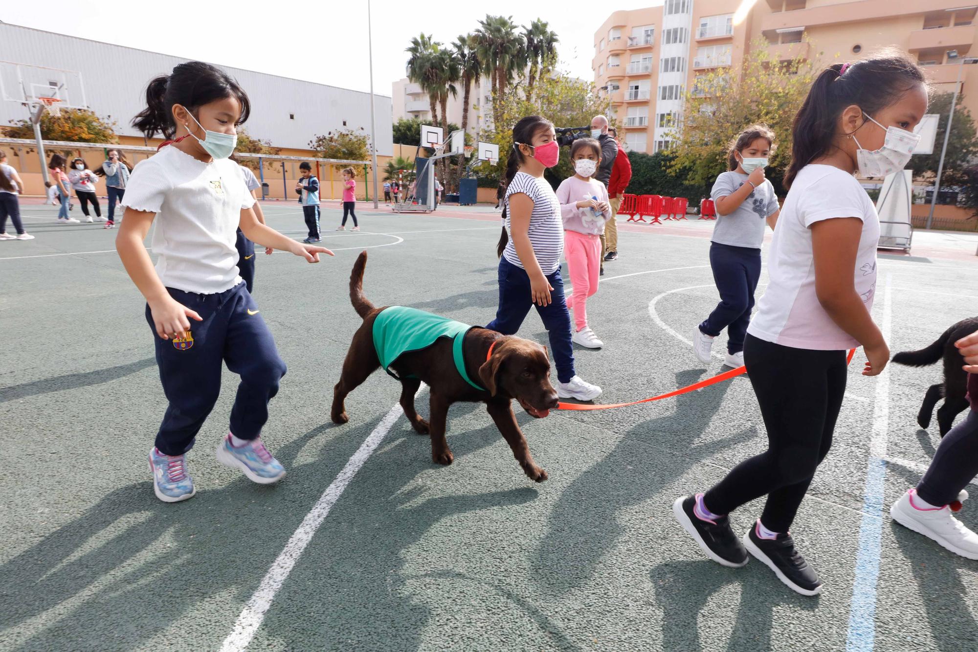 Nica, una nueva terapeuta de cuatro patas para los colegios de Ibiza y Formentera