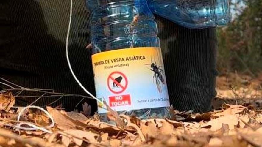 El Pla de l’Estany activa la campanya de control de l’expansió de la vespa asiàtica