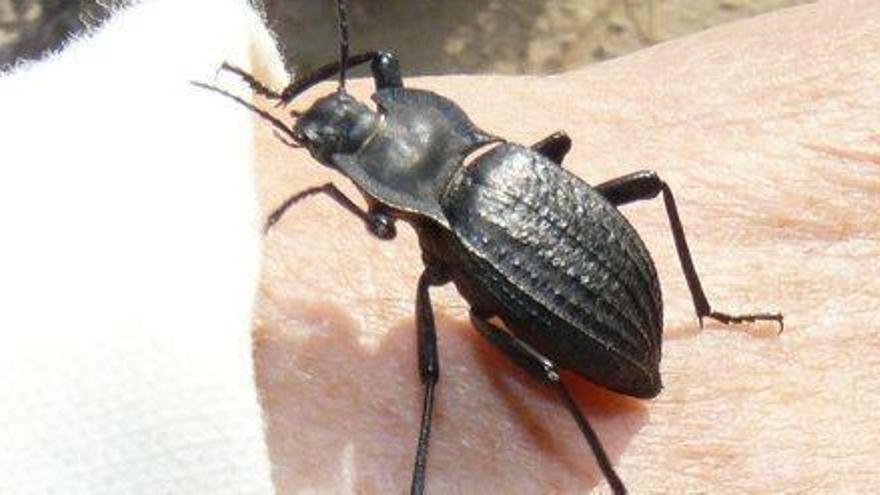 Un ejemplar del escarabajo endémico de Formentera, el &#039;Akis bremeri&#039;.