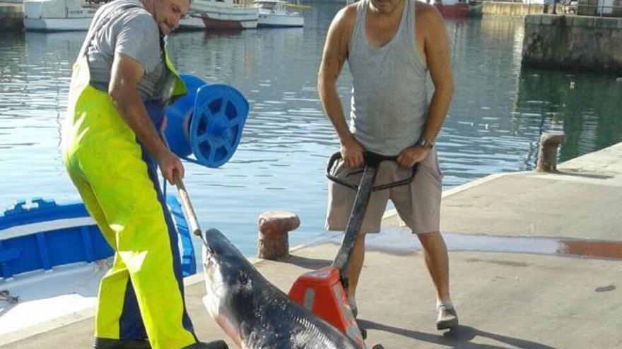 La presencia de tiburones en la costa regional aún sorprende a los bañistas