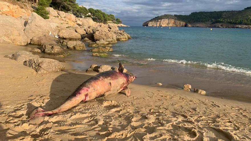 Apareix un dofí mort a Cala Montgó