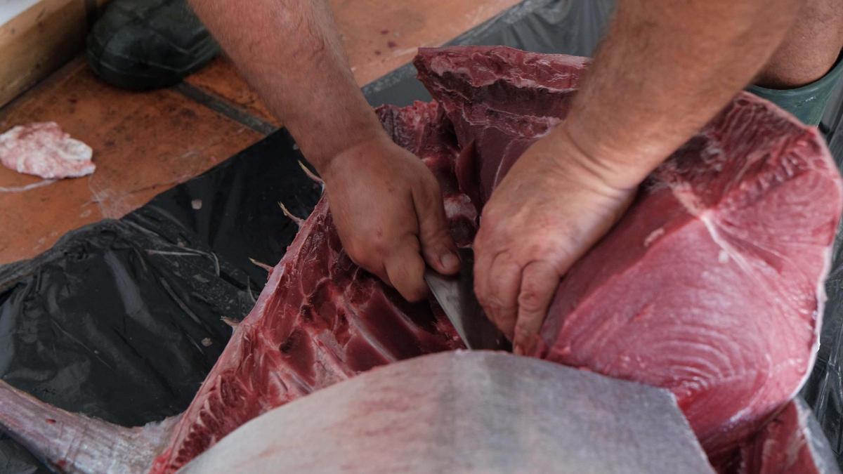 Toni March, pescador de Ibiza, captura un atún de 320 kilos