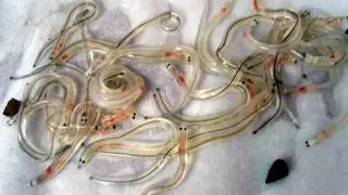 La anguila, en estado crítico: 300 científicos piden el cese total de su explotación