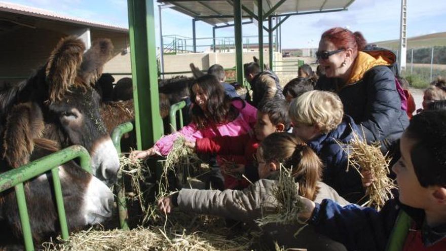 Los escolares dan de comer a varios ejemplares de la raza asnal zamorano leonesa.