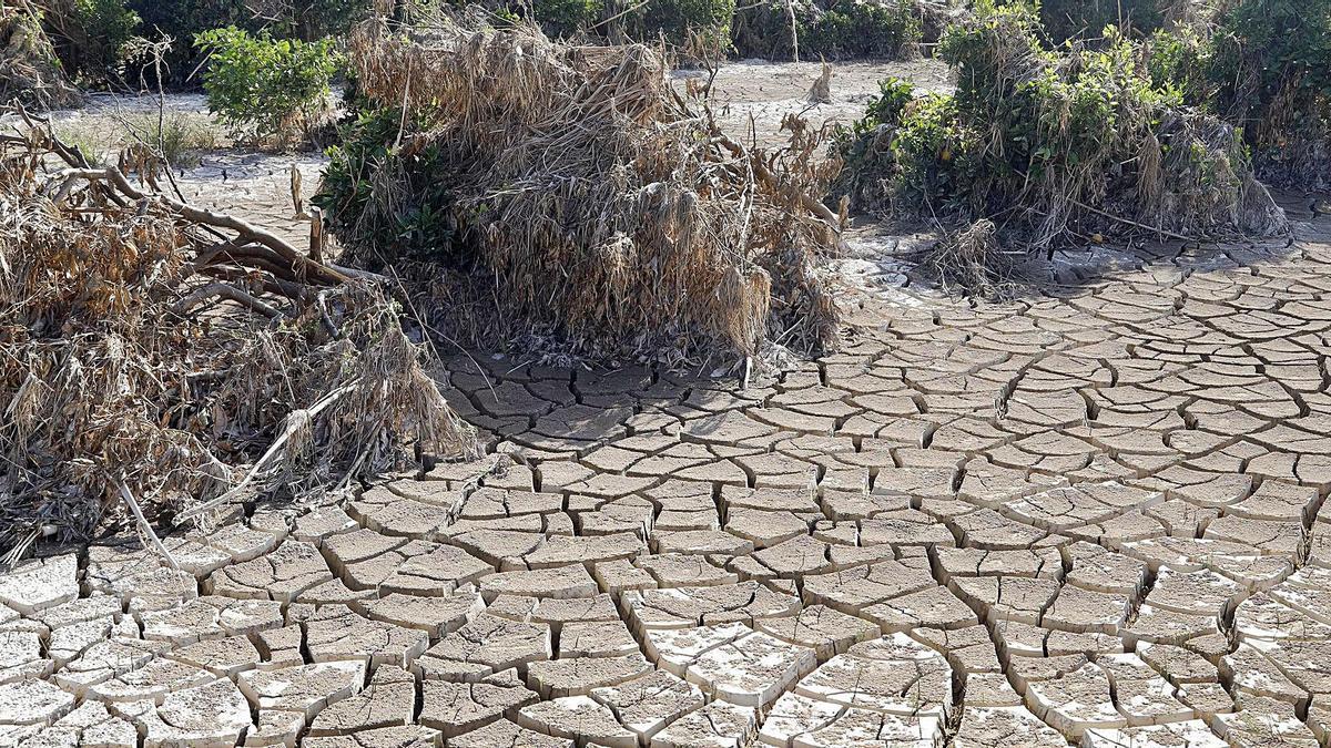 Tierras de cultivo cuarteadas por la sequía en Villanueva de Castelló.