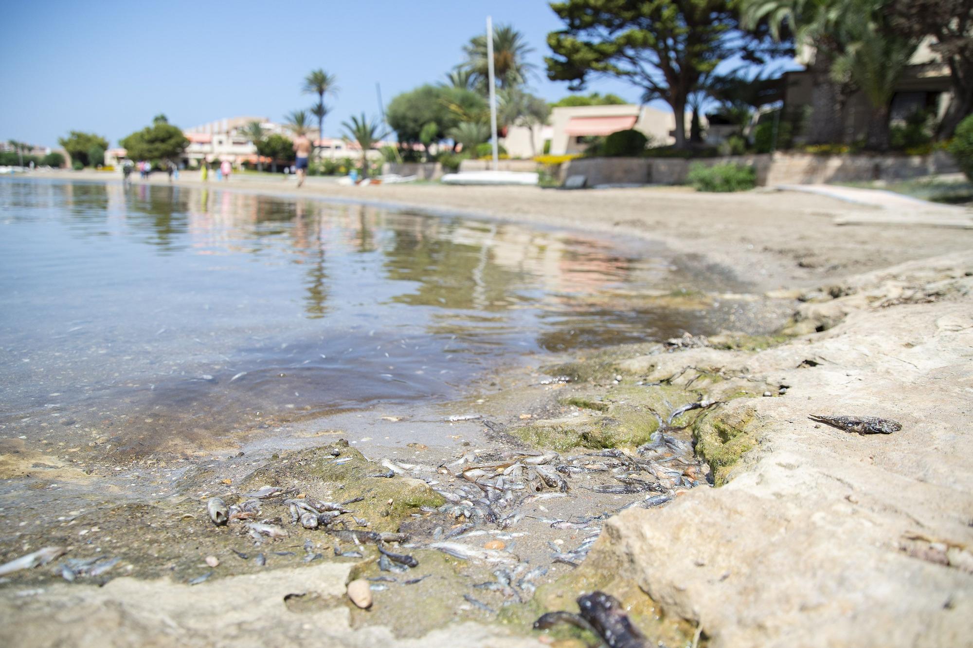 Peces muertos en la playa de la Isla, en La Manga