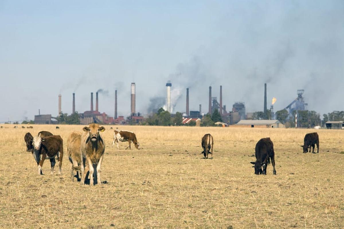 Granja junto a una zona industrial en Sudáfrica.