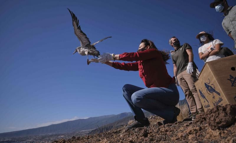 Liberación de una pardela cenicienta recuperada en la campaña de protección 2021