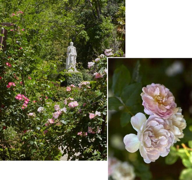 Restauración de la rosaleda del Real Jardín Botánico