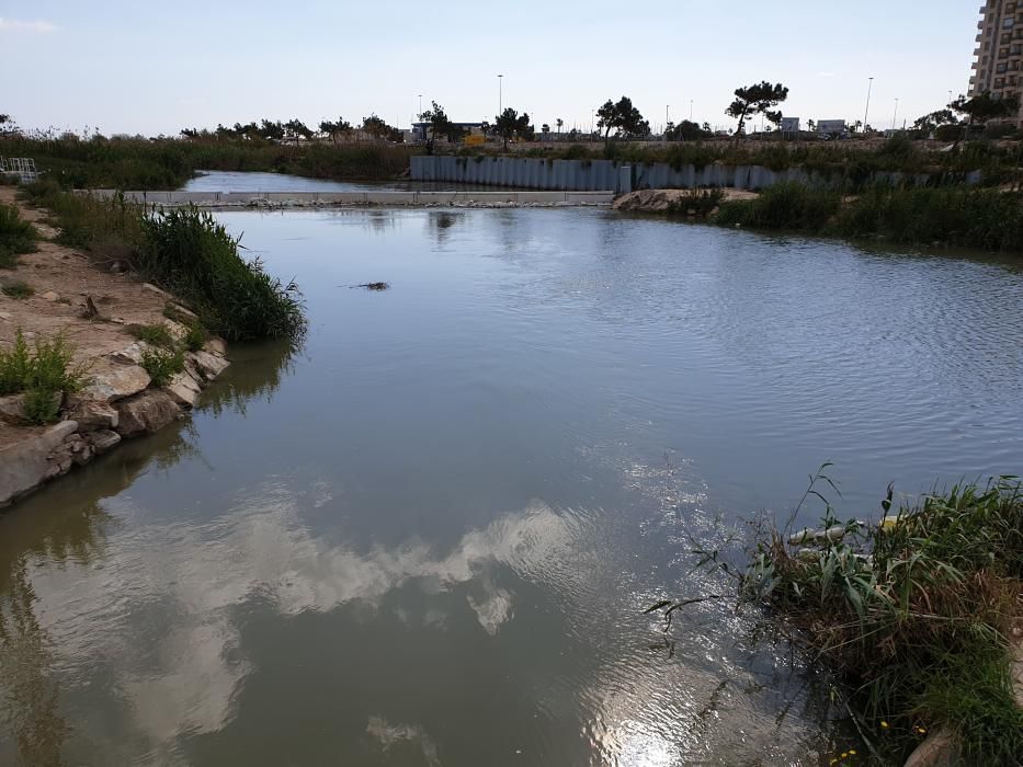 El alcalde y los regantes de Dolores se reúnen en la CHS por los residuos flotantes