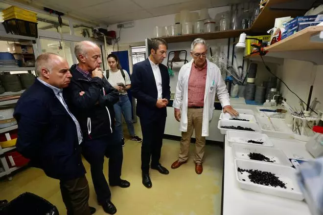 Villares respalda la apuesta por producir mejilla en criaderos