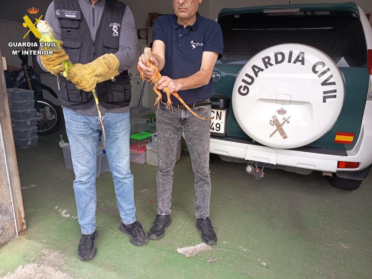 La Guardia Civil incauta 19 reptiles y anfibios vivos en una vivienda de Santa Brígida, en Gran Canaria La Guardia Civil incauta 19 reptiles y anfibios vivos en una vivienda de Santa Brígida, en Gran Canaria