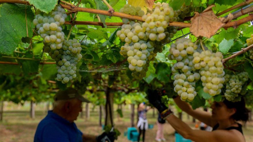 El precio de la uva albariña cae por debajo del euro y medio por el exceso de producción
