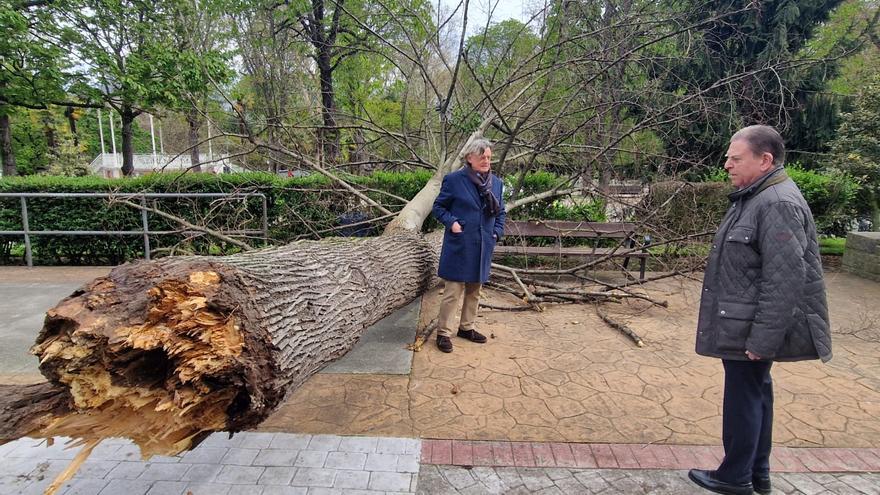 Cae un gran árbol en un parque infantil del Campo San Francisco justo después de que lo cerrasen por el viento