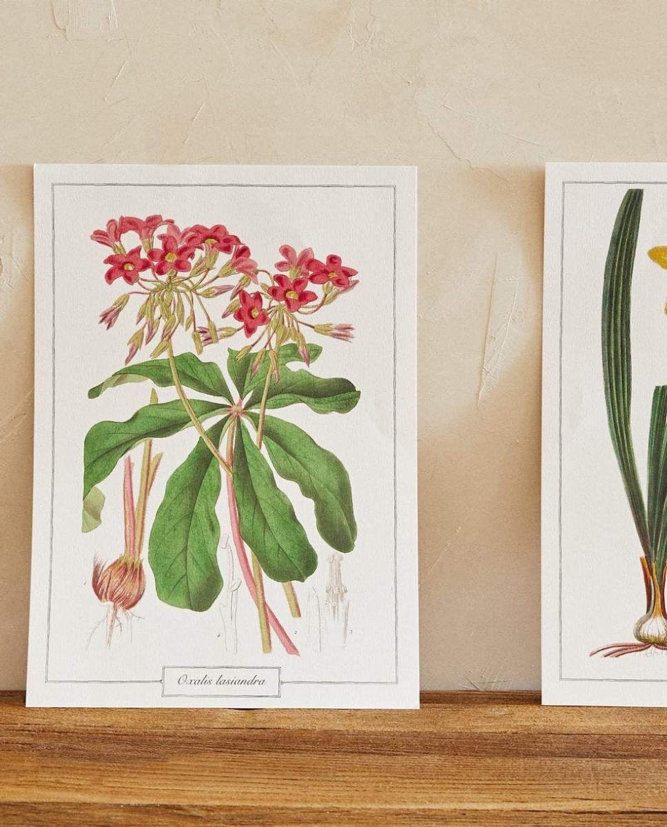 Lámina floral decorativa