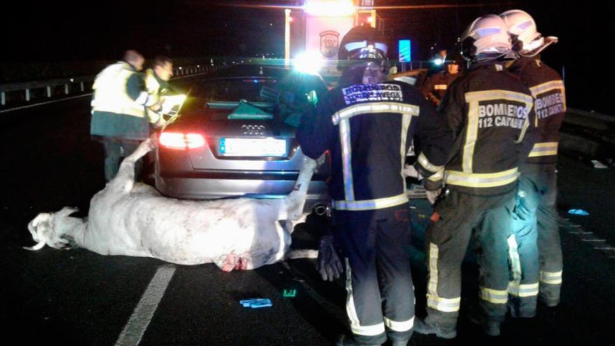 El cadáver de la vaca junto al coche en la A-8 en Cantabria // 112 CANTABRIA