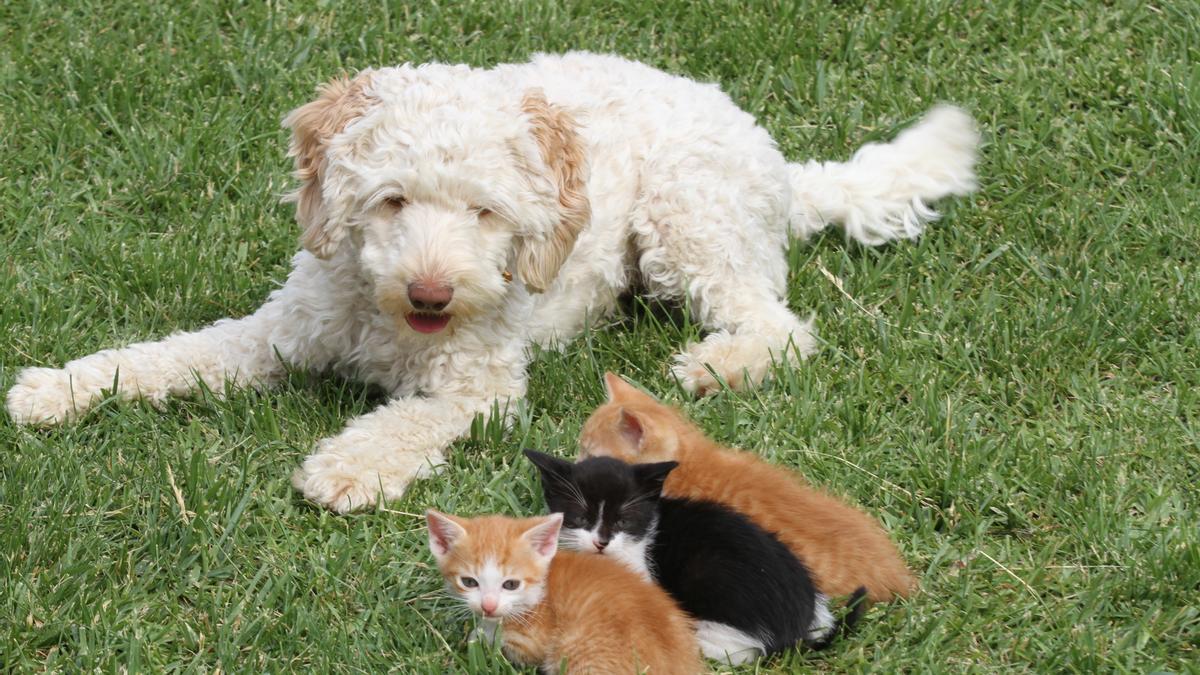 Ein Hund und drei junge Katzen auf Mallorca.