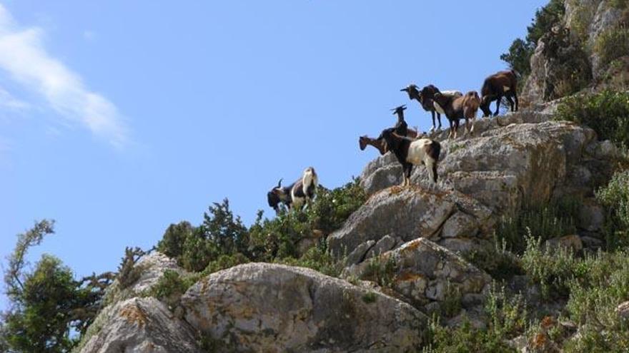 Los propietarios de es Vedrà repoblaron el islote en 1992 con seis cabras, cinco hembras y un macho.