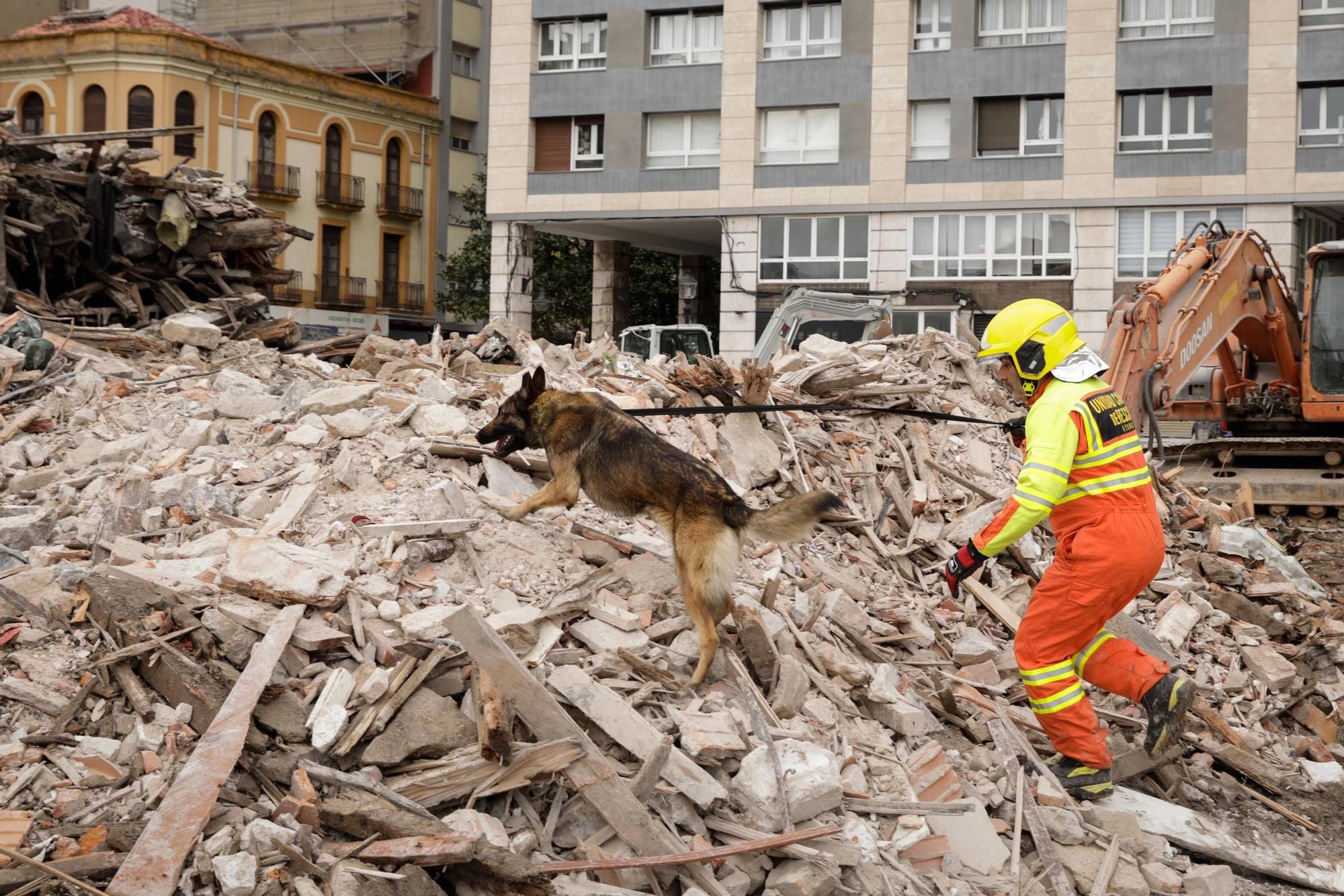 El entrenamiento de la Unidad Canina de Rescate del Principado en Gijón, en imágenes