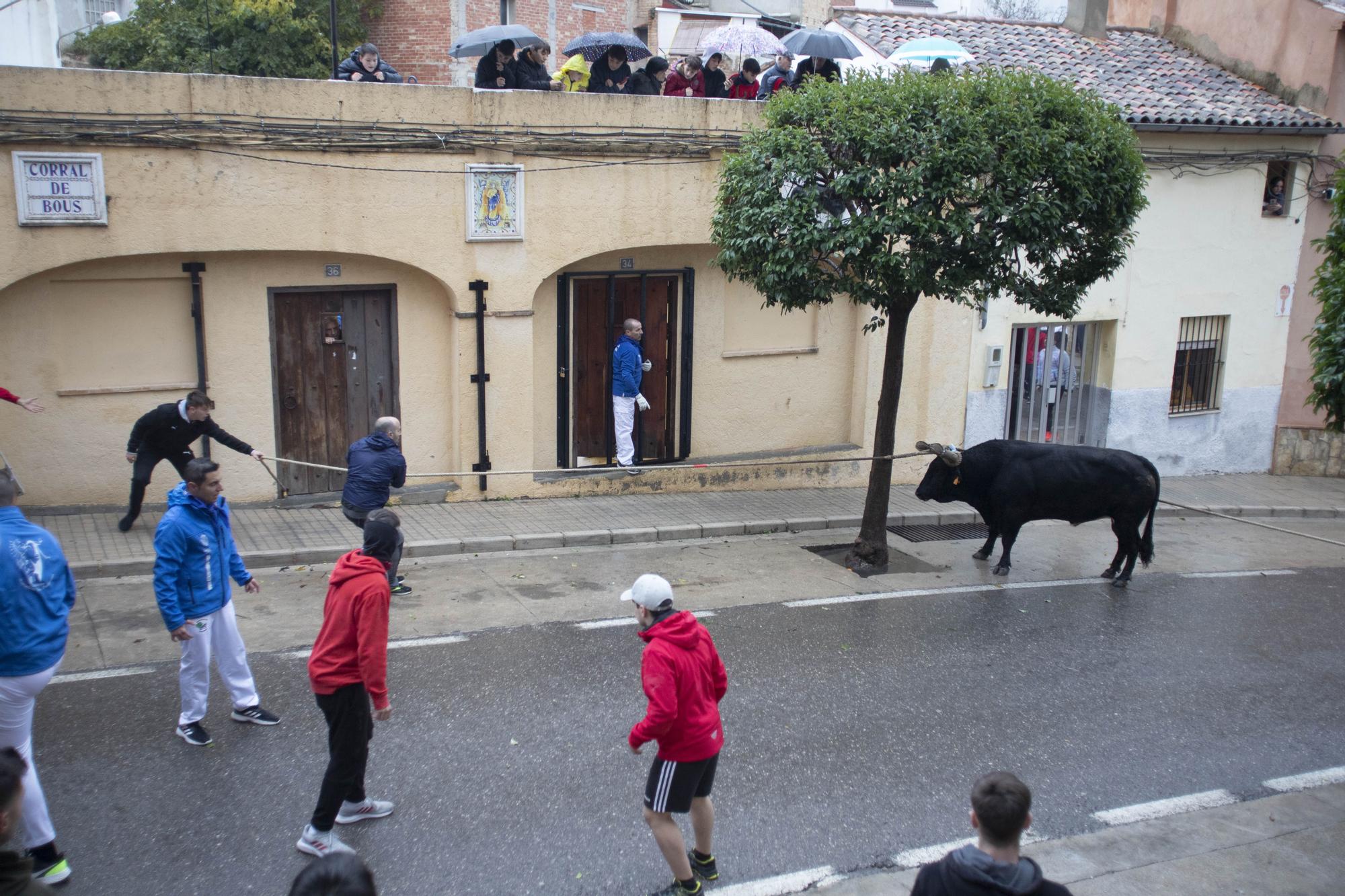 El "Bou en corda" vuelve al Pont Vell de Ontinyent