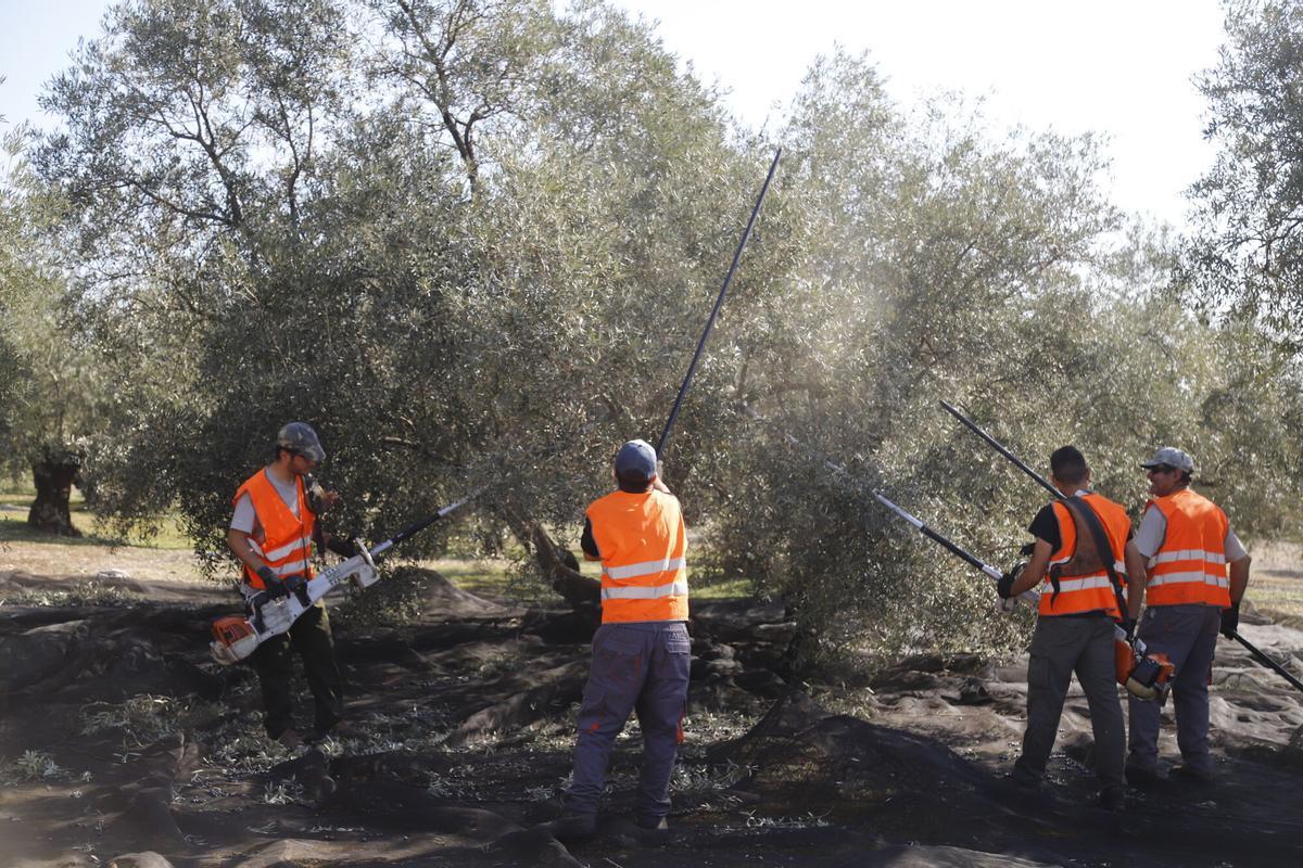 Trabajadores en un olivar de Córdoba.