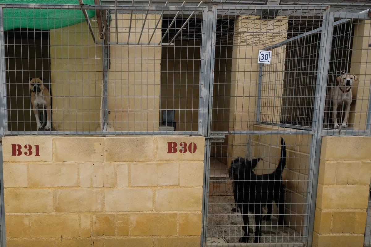 La Protectora de Animales de Málaga, a finales de octubre La Protectora de Animales de Málaga, a finales de octubre