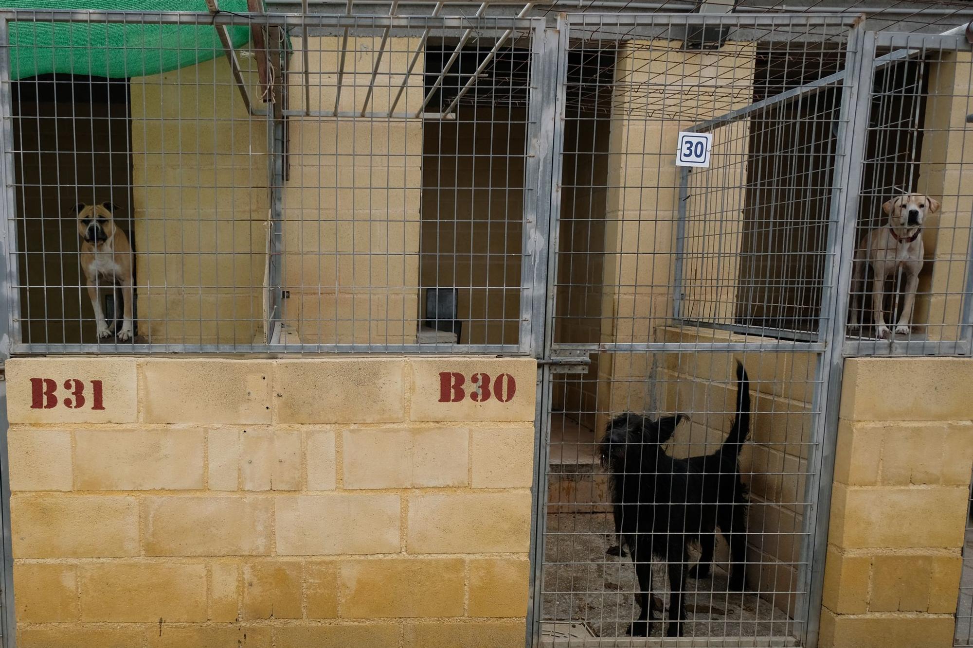 La Protectora de Animales de Málaga, a finales de octubre