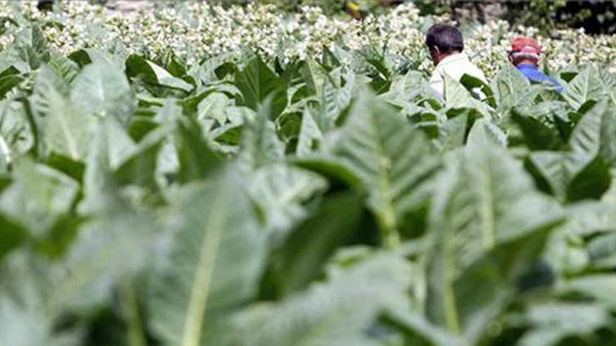 Unos 800 perceptores reciben 4,3 millones en ayudas a la producción de tabaco