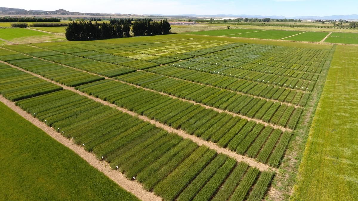 Ejemplo de agricultura intensiva.