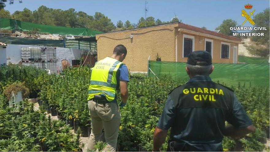 Seis detenidos por cultivar más de 2.200 plantas de marihuana en El Campello