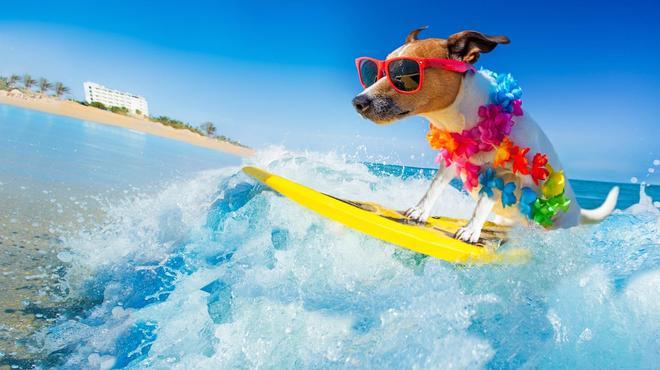 Surf, perro