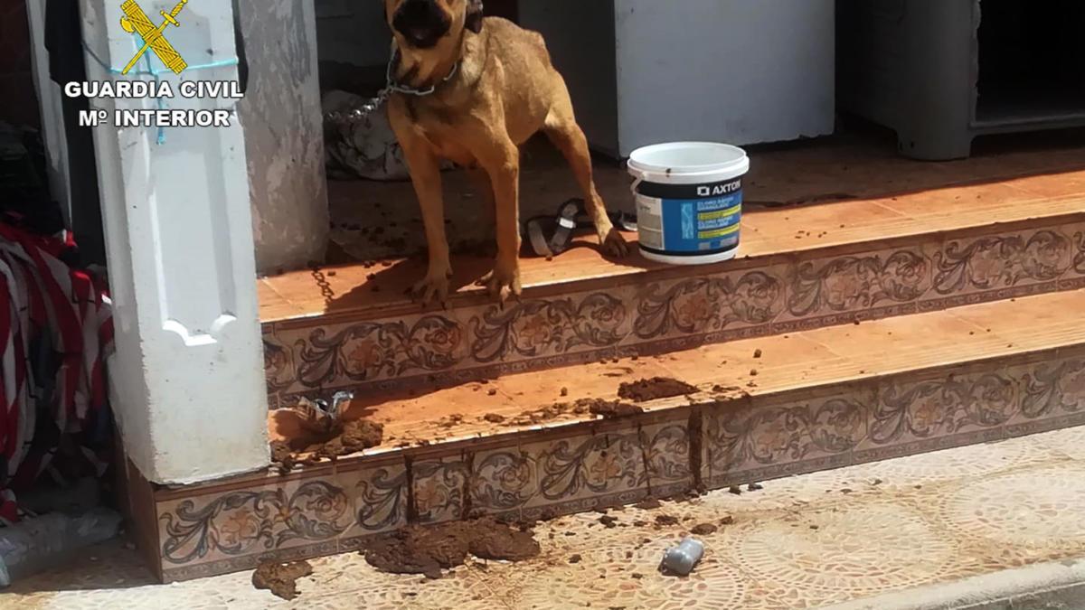 Desmantelan una plantación de &#039;maría&#039; en donde hallan perros abandonados