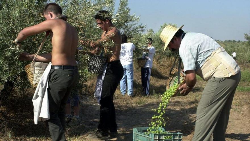 Castellón prevé 1.700 toneladas más de oliva si llueve en septiembre