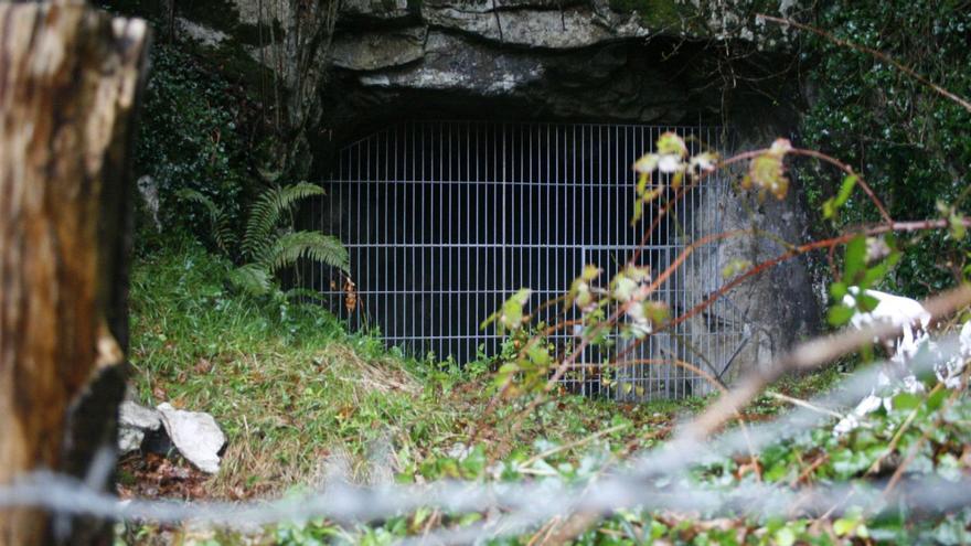 Raíces de eucalipto amenazan las pinturas rupestres de la cueva de Les Pedroses