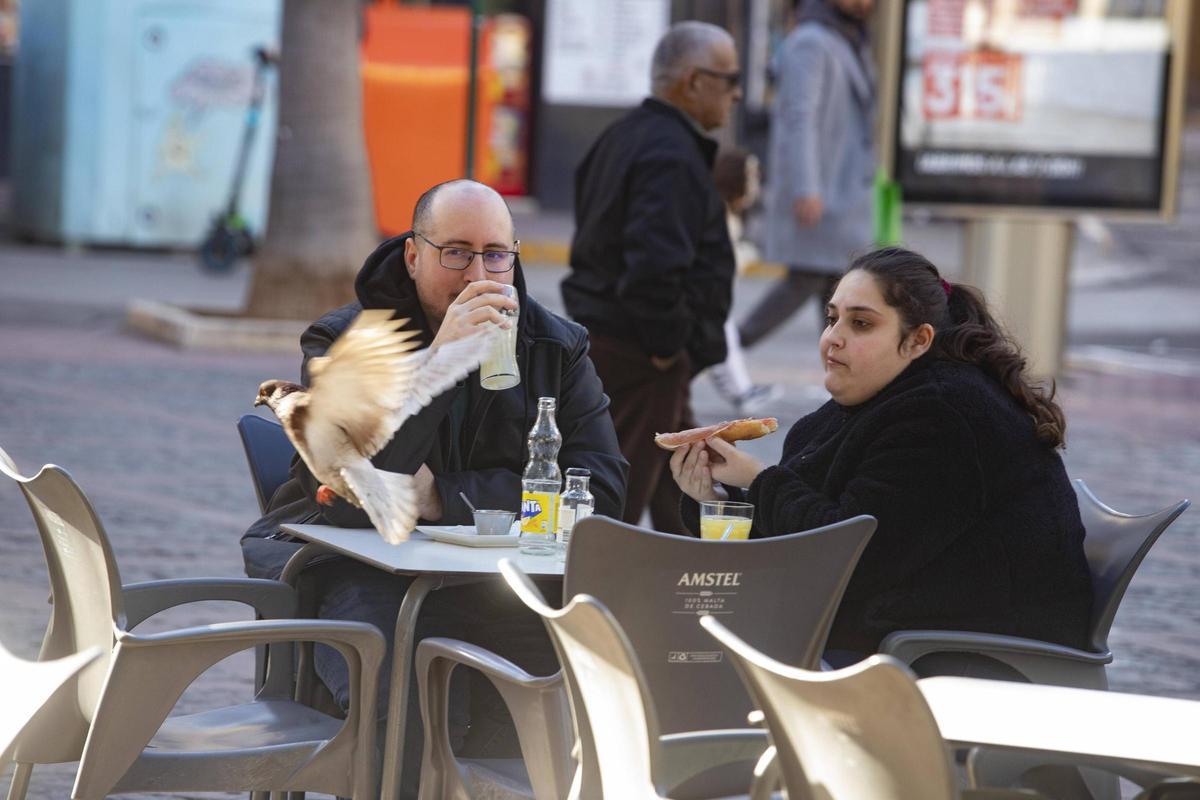 Una paloma "aterriza" en una mesa de una terraza de la Plaça Major, este pasado invierno.
