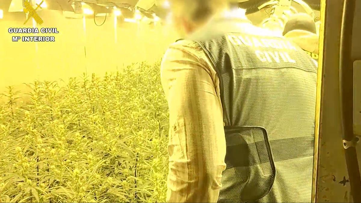 Desmantelan siete laboratorios de marihuana en naves de Castelló y Vila-real y detienen a cuatro personas.