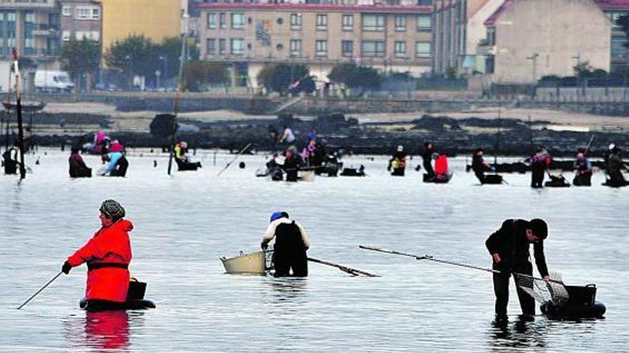 Mariscadores a pie durante una jornada de extracción en una ría gallega.  // Iñaki Abella